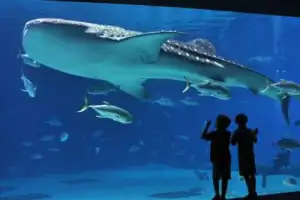 Аквариум «Флория»: загадочный мир океана