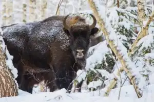 Красота Брестской земли: Беловежская пуща и не только за 1 день - 6