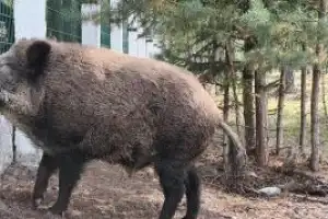 Трансфер из Бреста на экскурсии в Беловежскую пущу - 17