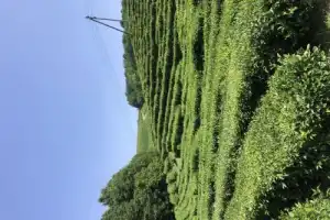 Ваш идеальный день в Адлере - 2