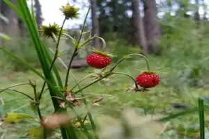 Карелия заповедная: прогулка по экотропе - 11