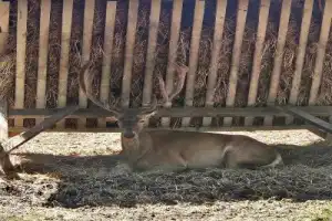 Из Бреста — в заповедный мир Беловежской пущи - 22