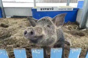 Гастротур с отдыхом в спа-отеле и обедом на загородной экоферме - 5