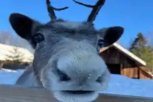 Гранд-тур по зимней Карелии: заповедные территории, 2 острова, 3 города и викинги - 6