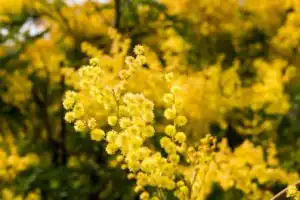 Сокровища солнечной Абхазии - 6