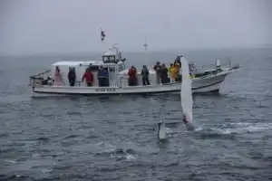 Териберка и её морские обитатели: прогулка по Баренцеву морю - 2