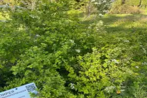 Из Казани — к Голубым озёрам, заповеднику и монастырю среди деревьев - 7