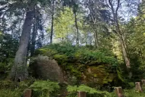 Утро в Монрепо - 5