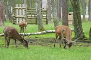 Беловежская пуща: по дороге к наследию предков — из Бреста - 4