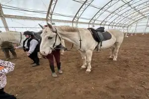Уфа: тайны конного двора - 5