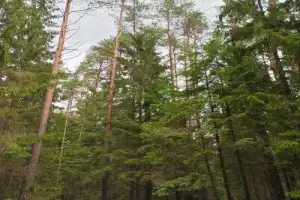 Карельский перешеек: царство сосен, озёр и камней - 8