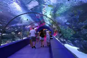 Трансфер в Antalya Aquarium из Белека (входные билеты включены)