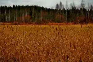 Урочище Куртяево — ещё одно чудо Севера - 11