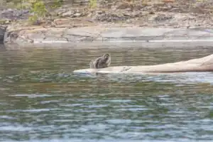 В поисках Ладожской нерпы: авторская прогулка на катере