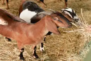 Городец — пряничный: экскурсия + дегустация из Нижнего Новгорода - 10