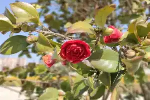 Невероятный парк Галицкого - 8