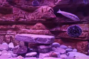 Подводный мир Боко-Которского залива - 15