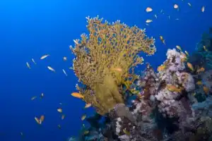 Бухта Абу-Дабаб: кораллы и морские черепахи - 3
