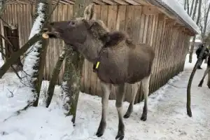 Лосиная история — к лесным красавцам из Костромы - 4