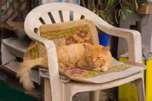 Из Стамбула на Принцевы острова: мир природы и тишины - 3