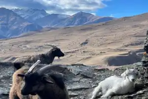 Лик горца и другие чудеса Осетии - 3