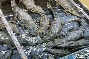Озеро Тонле Сап и закат на горе Пном Кром — из Сиемреапа - 4