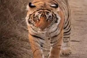 Тигры в дикой природе: заповедная и популярная Индия - 14