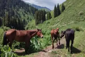 Лёгкий хайкинг в горах Тянь-Шаня - 3
