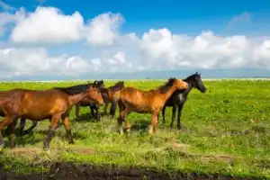 Плато Бермамыт — открыть российский Гранд-Каньон (из Георгиевска) - 8