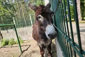 Из Бреста — в заповедный мир Беловежской пущи - 20