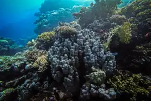 По Красному морю — на дайверской яхте - 12