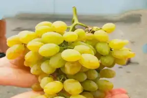 Винное искусство в Дербенте - 2