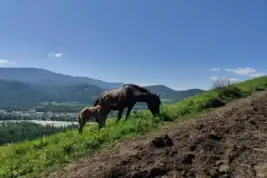 Треккинг по хребту над долиной Катуни (из Манжерока) - 6