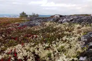 Вечерний нетуристический Мурманск: хайкинг в группе на гору Горелая - 11