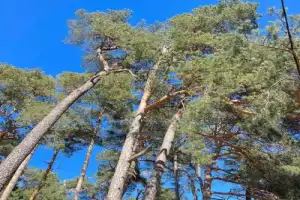 Загадки и чудеса Куршской косы - 4