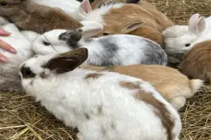 Самое красивое в Домбае за несколько часов + деревня альпак - 2