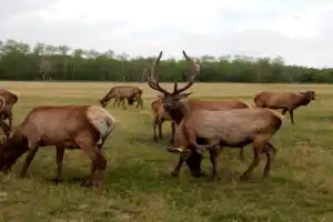Страусиная ферма в Омске! - 5