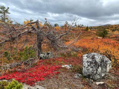 Белое море, Колвицкие водопады и древнее место силы (из Кировска) - 4