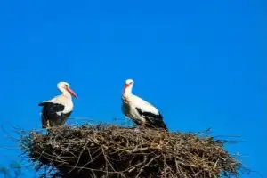 Бодрая прогулка по историческим кварталам Страсбурга - 4