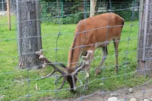 В сердце гор: путешествие в Гузерипль из Майкопа - 12