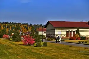 Танки, кони, звери: обзорная экскурсия по конному клубу и чаепитие - 2