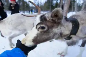 Из Мурманска — в гости к саамам - 5