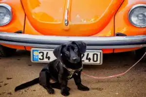 Фотопрогулка «Тайны Истикляля» - 6