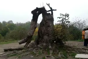 Город-курорт Дилижан и озеро Севан - 4