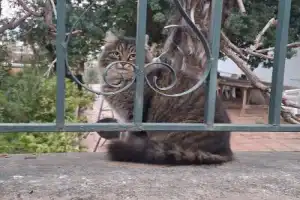 Из Стамбула — на Принцевы острова! - 13