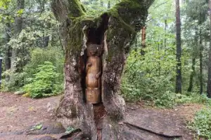 Трансфер из Бреста на экскурсии в Беловежскую пущу - 14