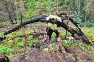 Лешего бояться — Карелию не видать Лешего бояться — Карелию не видать