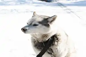 Саамские мотивы: поездка в этнодеревню в окрестностях Ловозера - 5