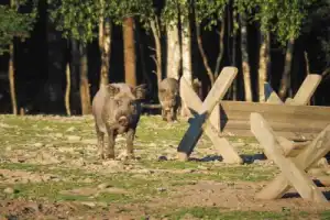 Уютный поход из Москвы к кабанчикам Уютный поход из Москвы к кабанчикам