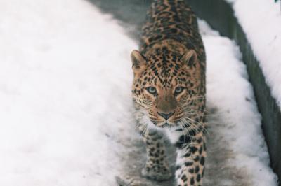 В мире животных Кавказа - 5